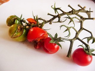 食べまきトマト2014　なめくじに喰われる